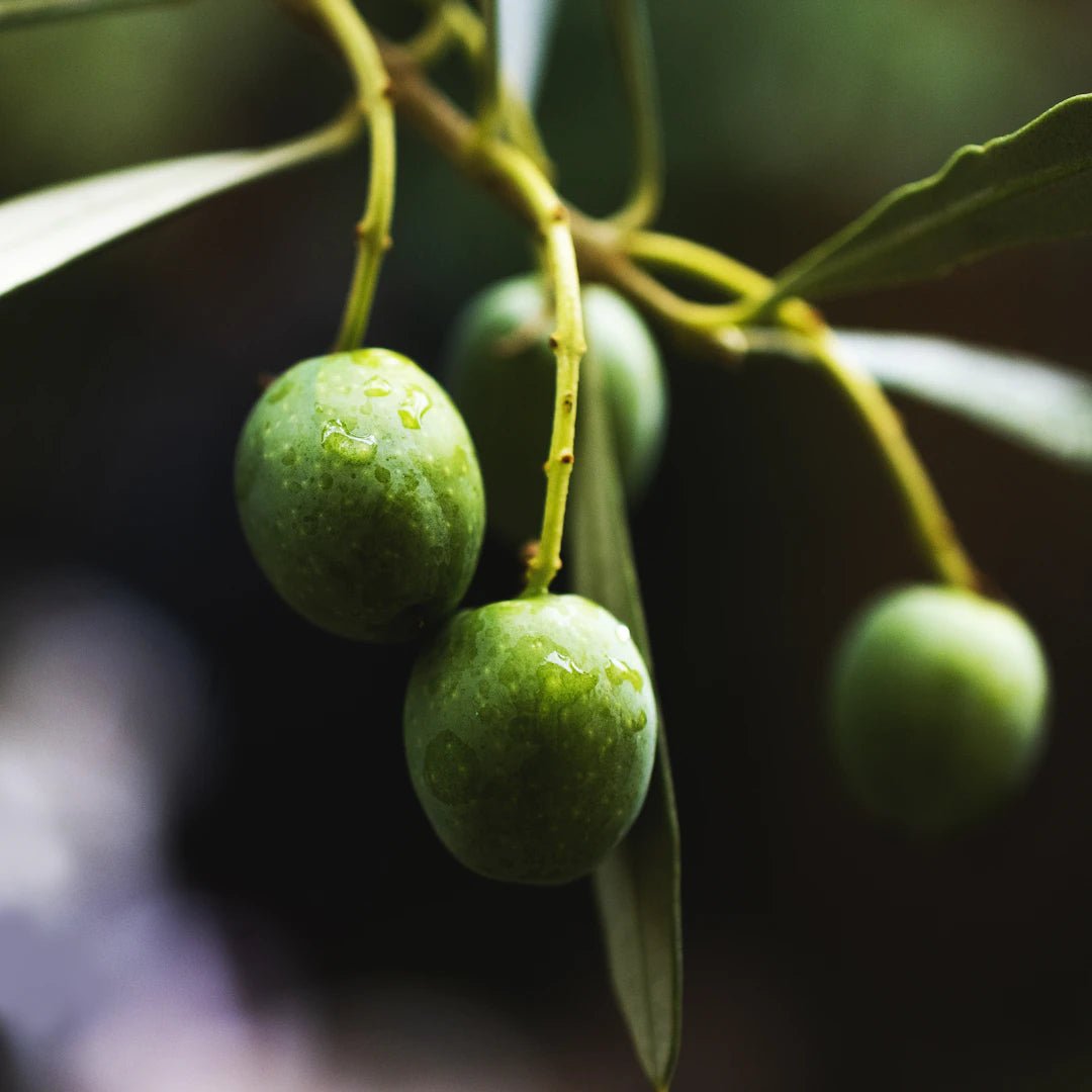 Zeytinyağı Türleri ve Özellikleri Zeytin Yağının Dünyası